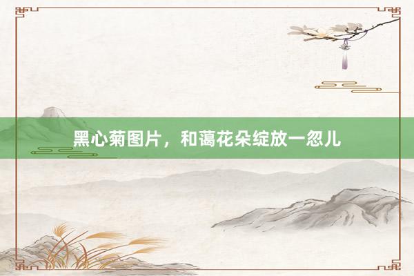黑心菊图片，和蔼花朵绽放一忽儿